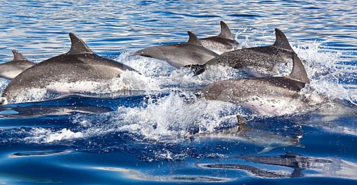 From Puerto Rico de Gran Canaria: Dolphin Watching Cruise