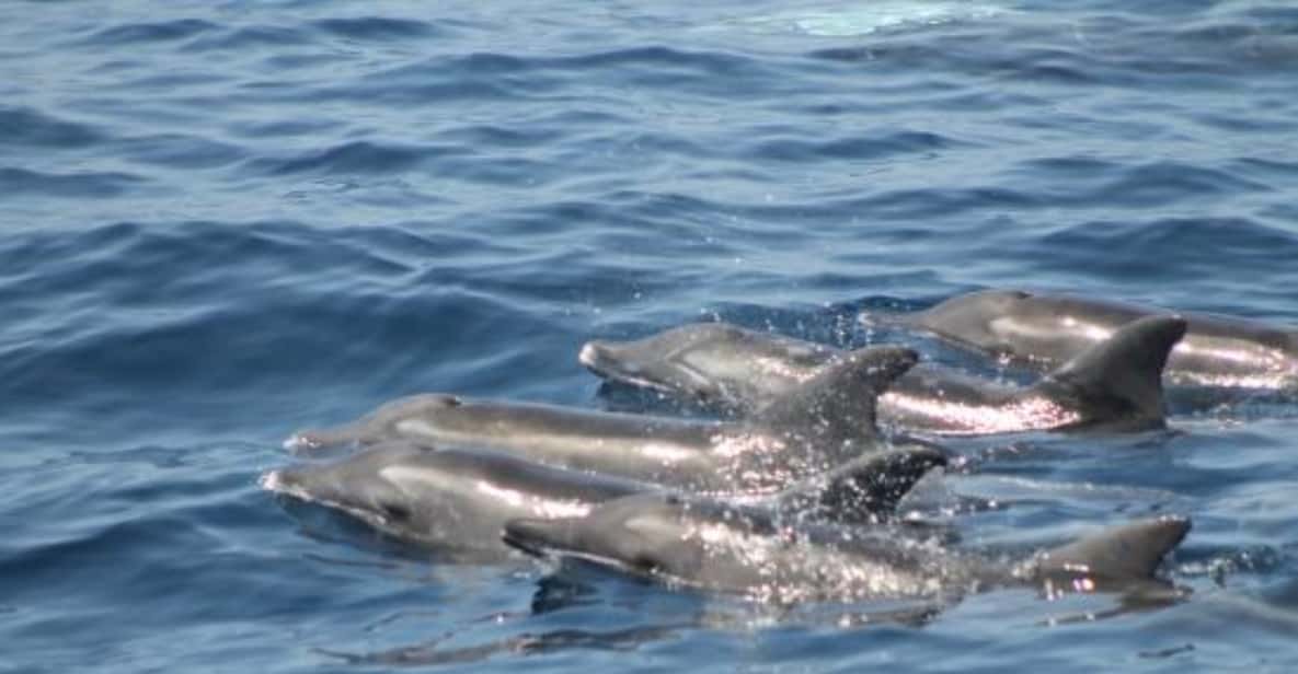 From Puerto Rico de Gran Canaria: Dolphin Watching Cruise