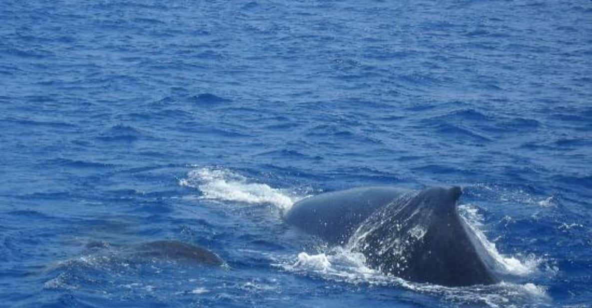 From Puerto Rico de Gran Canaria: Dolphin Watching Cruise