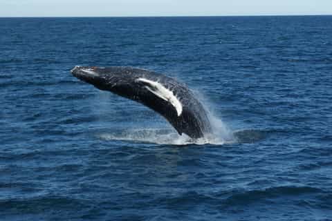 Reykjavik: Whale Watching Excursion
