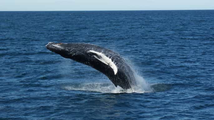 reykjavik whale watching excursion