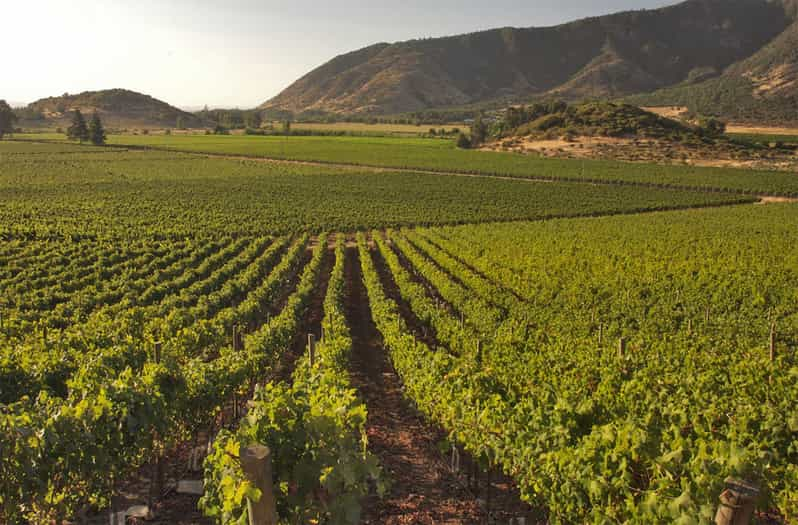 Santiago: Concha y Toro and Undurraga Vineyards Tour | GetYourGuide