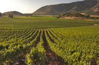 Paseo de viñedos Santiago, Concha y Toro y Undurraga - Hizvo