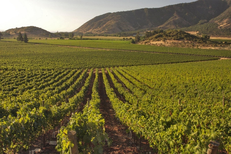 Santiago : Visite des vignobles Concha y Toro et UndurragaVisite de Viña Undurraga