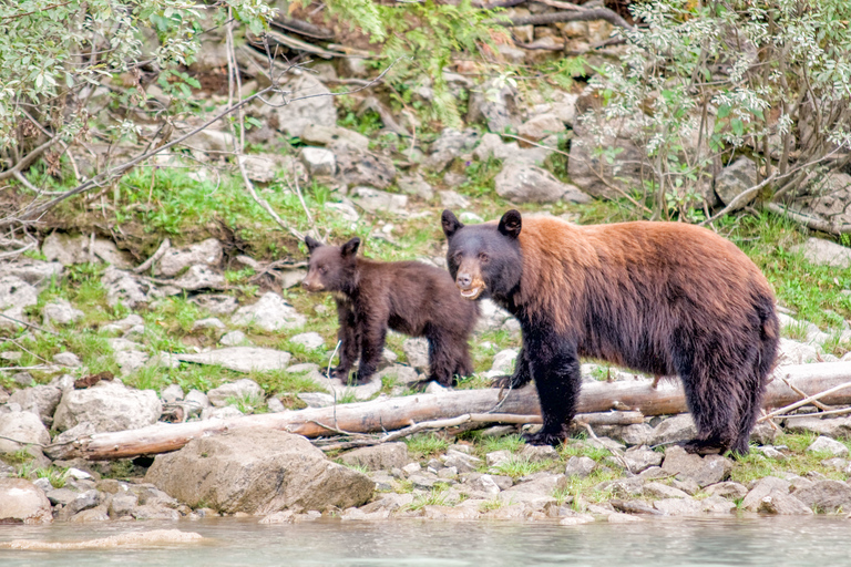 Canada 7–Day National Parks Camping Tour from Seattle Private Tour