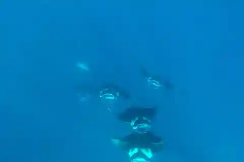 Bora Bora: Morning or Afternoon Snorkeling Lagoon Tour