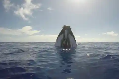 Bora Bora: halve dag walvissen spotten (20 juli - 20 november)