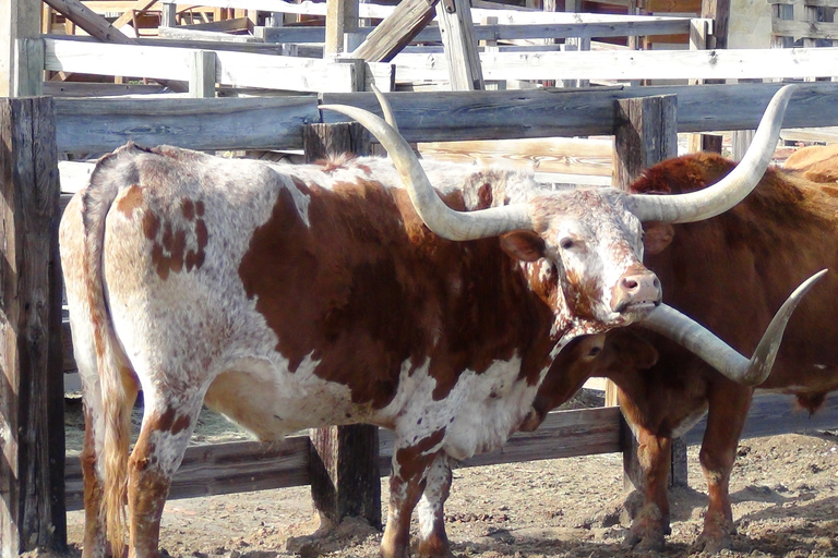 De Dallas: excursão guiada de um dia a Fort Worth