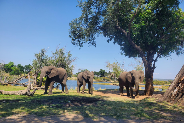 Livingstone: Victoria Falls, Devil's Pool & Rhino Tour