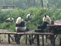 Chengdu, Private Full-Day Panda, City, Museum, & Park Tour - Housity