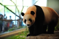 Chengdu, Private Full-Day Panda, City, Museum, & Park Tour - Housity