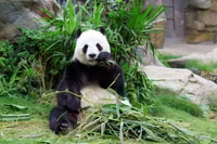 Chengdu, Private Full-Day Panda, City, Museum, & Park Tour - Housity