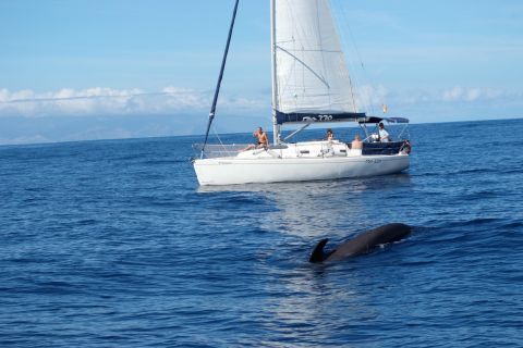 Tenerife: avvistamento di balene e delfini con drink e snack