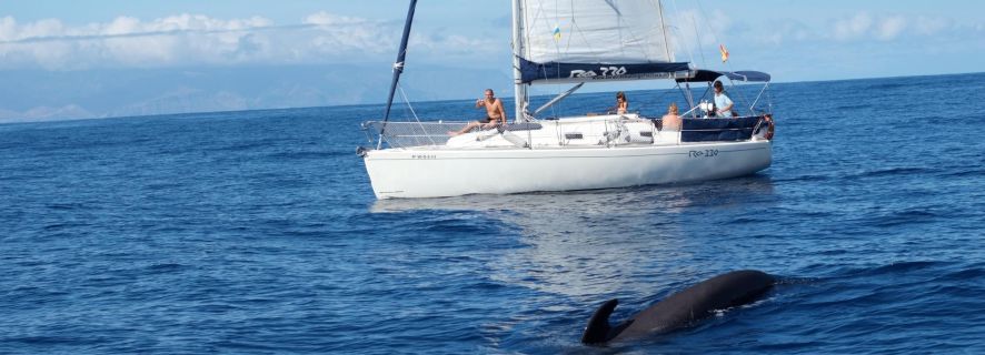 Тенерифе: наблюдение за китами и дельфинами, еда и напитки