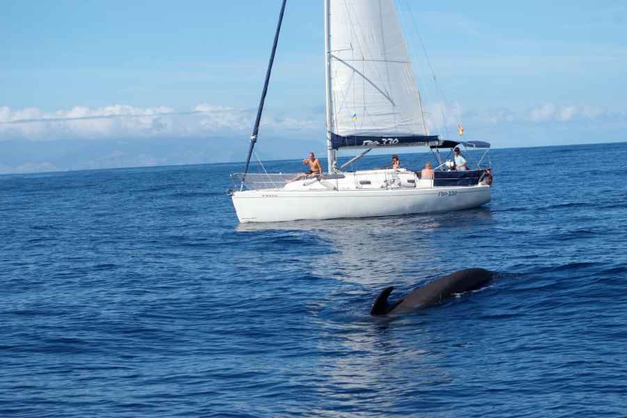 Teneriffa: Whale- und Delfin-Watching mit Drinks und Snacks