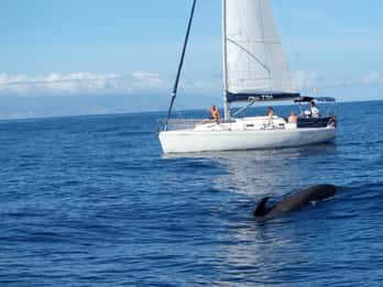 Teneriffa: Wal- & Delfinbeobachtung mit Snacks und Getränken Teneriffa: Wal- & Delfinbeobachtung mit Snacks und Getränken