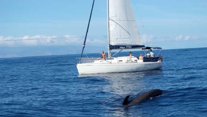 Tenerife: Whale & Dolphin Watching with Drinks and Snacks
