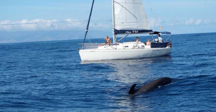 Tenerife Whale & Dolphin Watching with Drinks and Snacks GetYourGuide