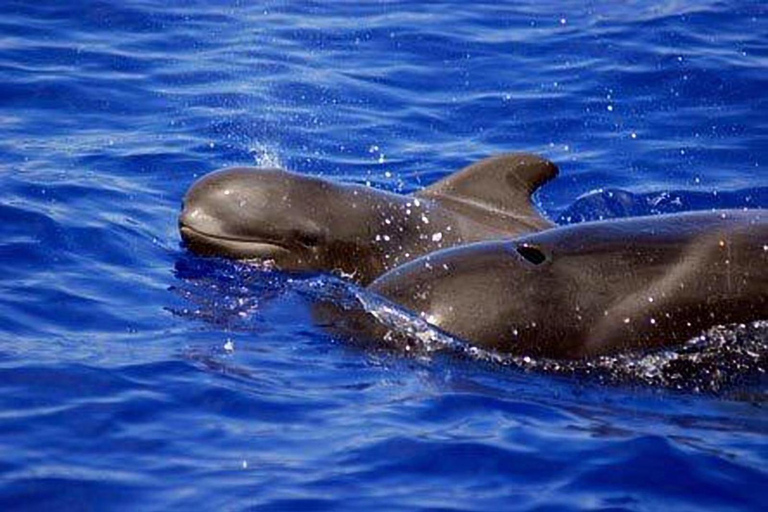 Tenerife: Private Sunset Charter with Drinks and Tapas Private Cruise on 33-foot Yacht Gran Azor