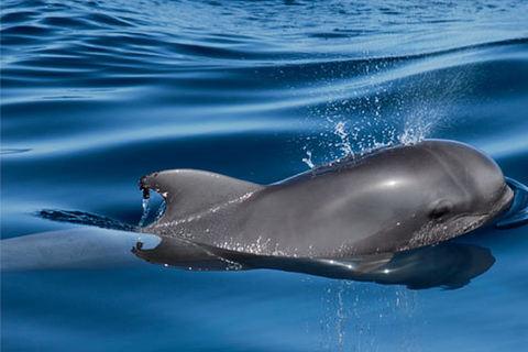 Tenerife: Private Sunset Charter with Drinks and Tapas Private Cruise on 33-foot Yacht Gran Azor