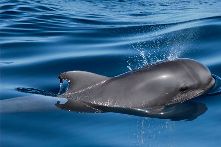 Tenerife: Private Sunset Charter with Drinks and Tapas Private Cruise on 33-foot Yacht Gran Azor