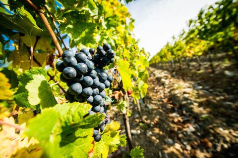 Fra Firenze: Omvisning av Toscana med vin og mat