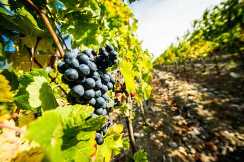 Tuscany: Full-Day Small Group Wine & Food Tour from Florence