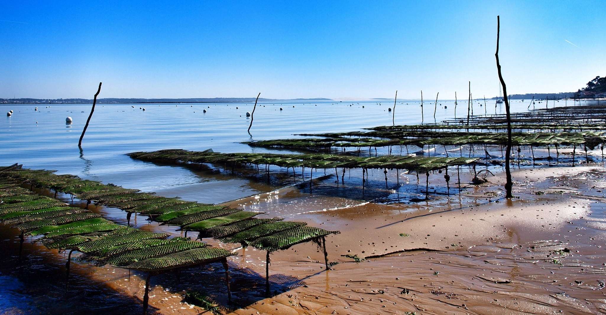 Bay of Arcachon, Guided Food Tour - Housity