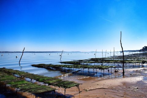 Bay of Arcachon: Guided Food Tour