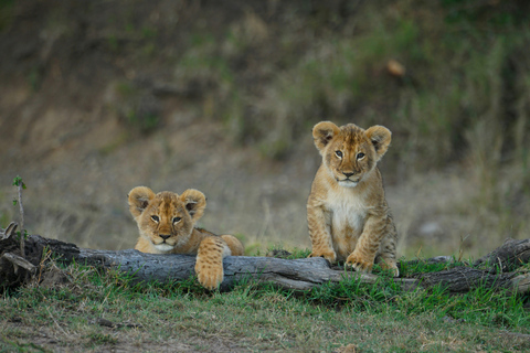 Nairobi: 7-Day Magical Kenya Safari with Meals and Transfers