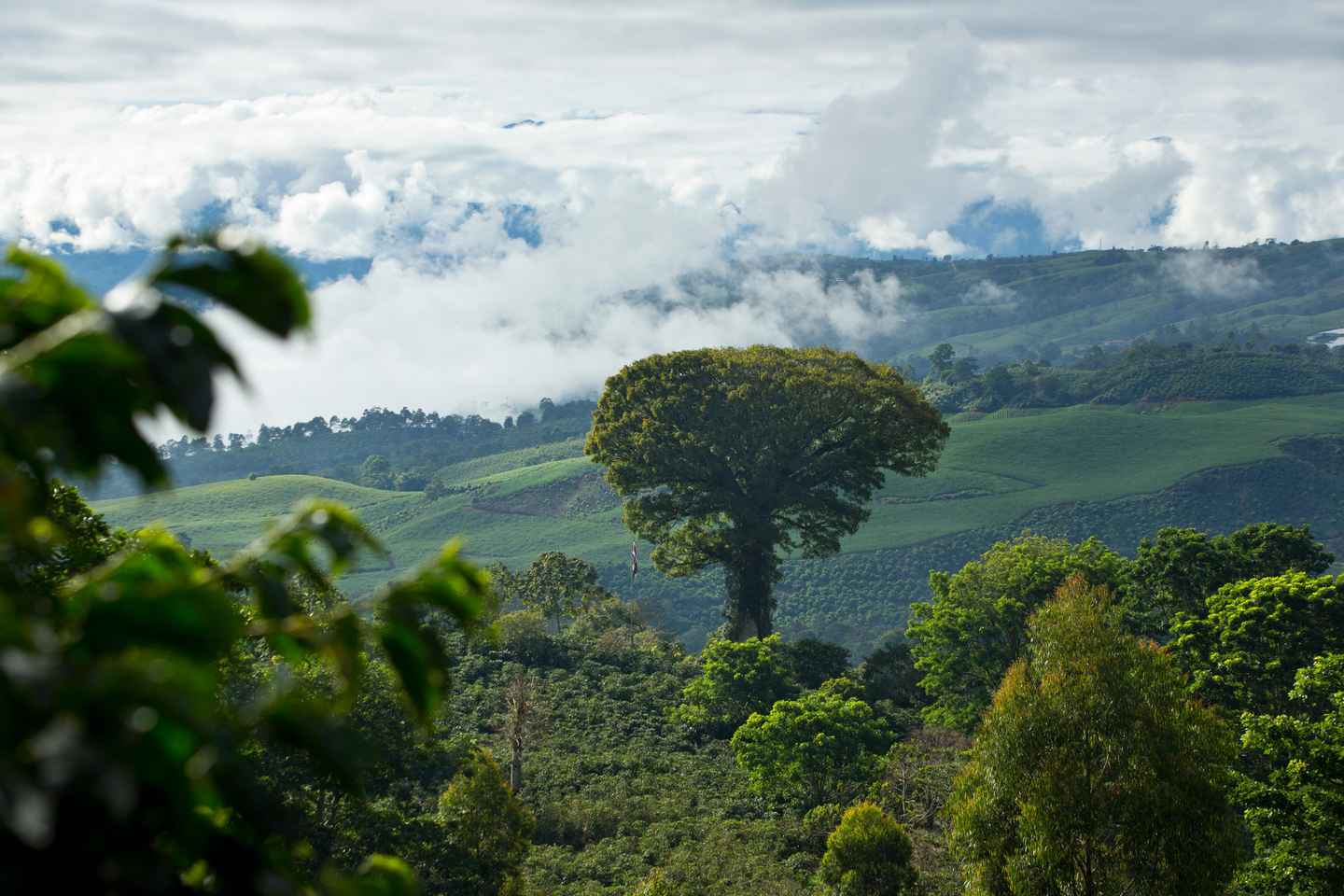 costa rica is famous for | gourmet coffee beans