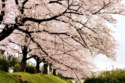 Visite culinaire et Hanami en soirée pendant la saison des cerisiers en fleurs - Kyoto