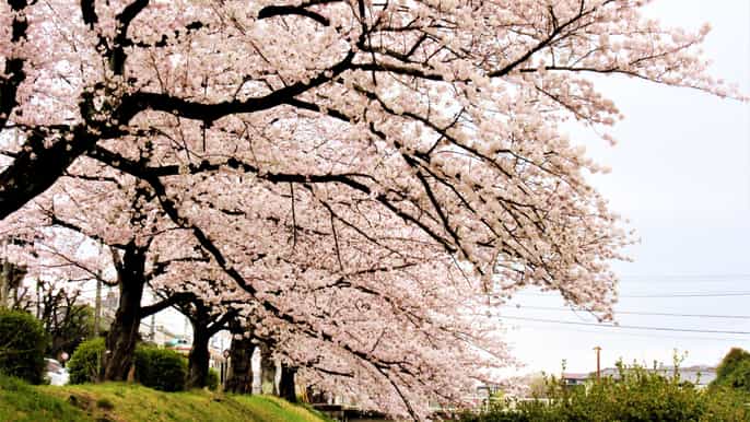 kyoto evening cherry blossom and food tour