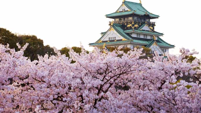 osaka daytime cherry blossom and food tour