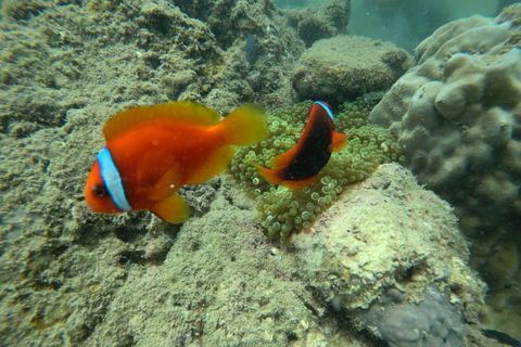 Cham Island: Underwater Walking & Snorkeling Tour Private Pick-up and Drop off at Da Nang Hotel