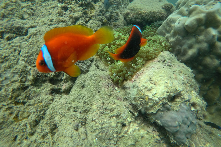 Cham Island: Underwater Walking & Snorkeling Tour Private Pick-up and Drop off at Da Nang Hotel