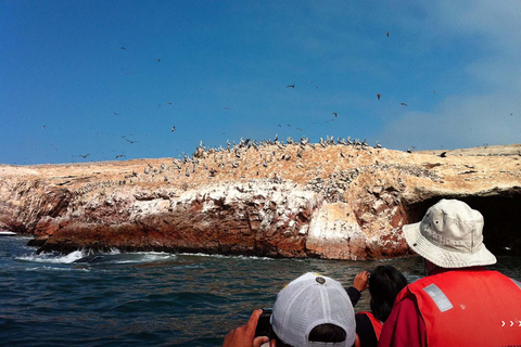 Excursão de dia inteiro saindo de Lima: Paracas, Ica e Huacachina