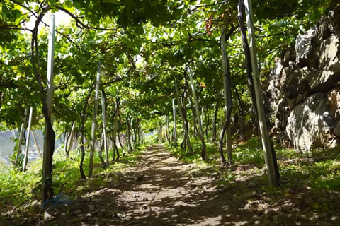 Wijntour van een halve dag met kleine groepen op Madeira