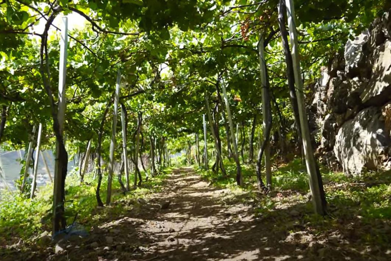 Ruta del Vino de Medio Día en Grupo Reducido por Madeira