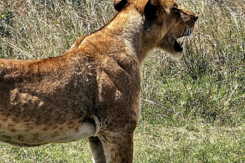 Nairobi: Sunrise Safari with Bush Breakfast At NNP