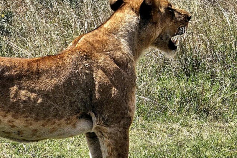 Nairobi: Sunrise Safari with Bush Breakfast At NNP