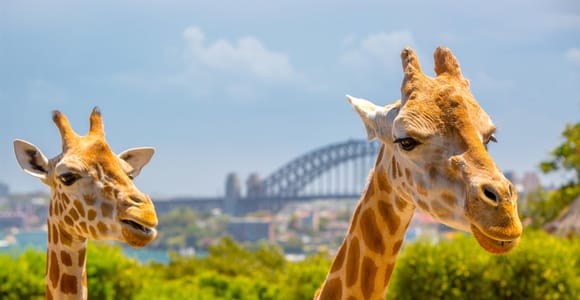 Taronga Zoo Sydney Wild Australia Experience