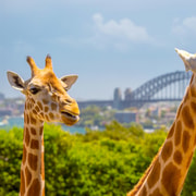Taronga Zoo Sydney Wild Australia Experience