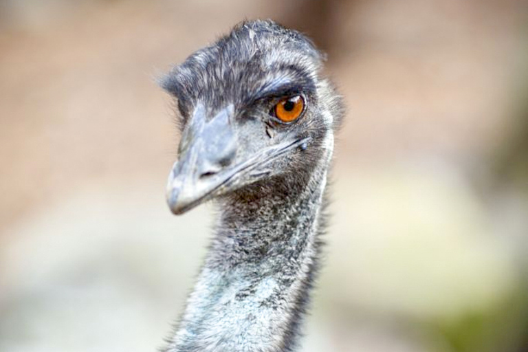 Taronga Zoo Sydney Wild Australia Experience