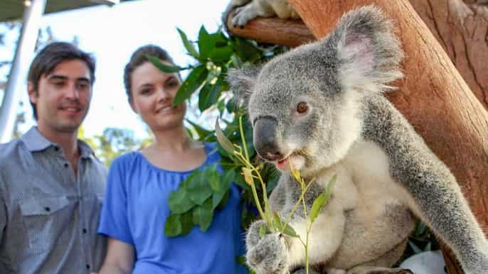 sydney taronga zoo ticket and wild australia experience