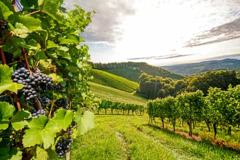 Caucasus Wine Trip from Azerbaijan to Georgia
