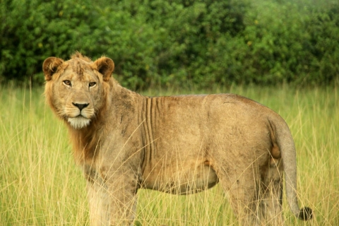 Uganda: 10-dniowe safari Best of Uganda z trekkingiem z gorylami