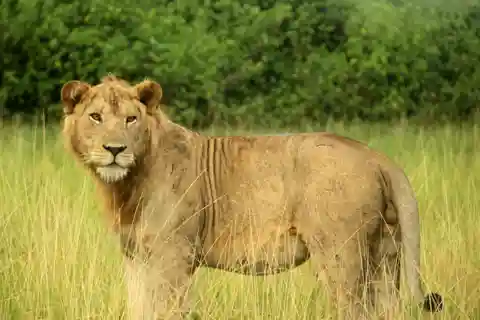 Uganda: 10-Day Best of Uganda Safari with Gorilla Trekking