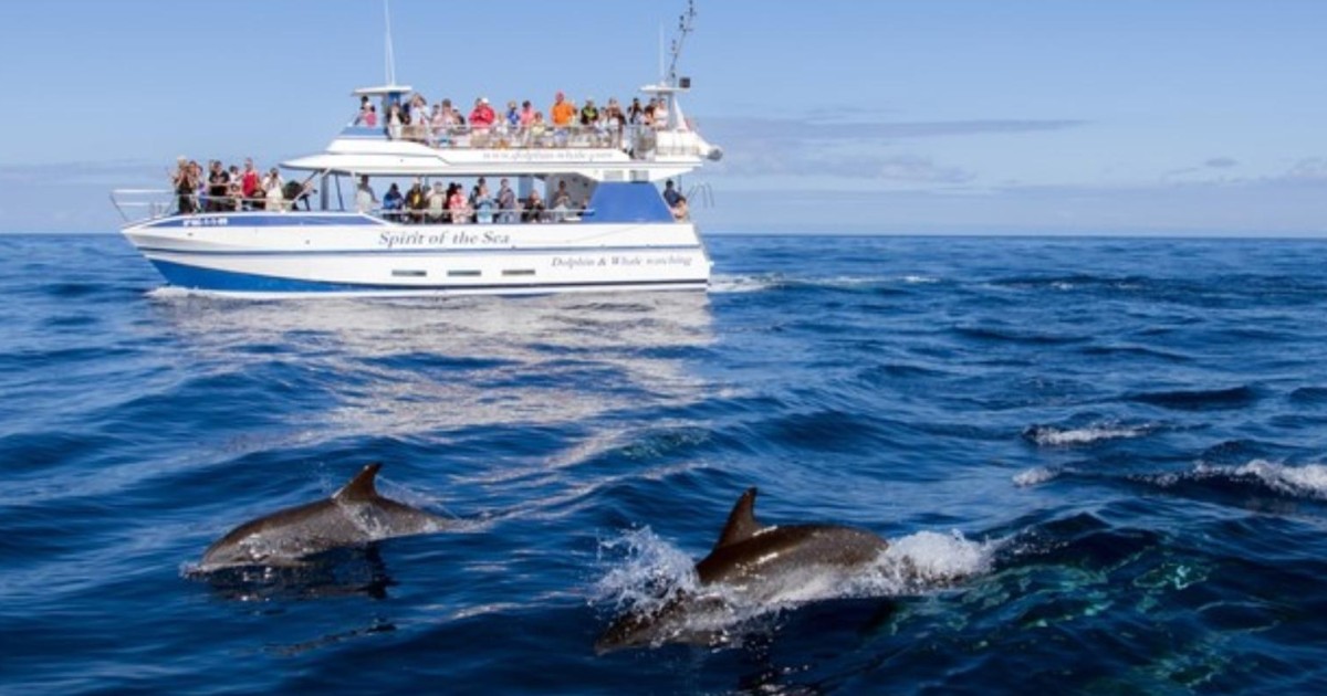 dolphin catamaran boat gran canaria