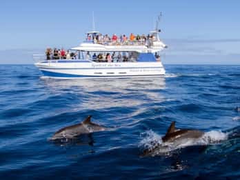 Gran Canaria: Bootsfahrt mit Delfin-Beobachtung Gran Canaria: Bootsfahrt mit Delfin-Beobachtung